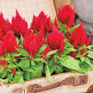 Celosia - Hoa Mào gà