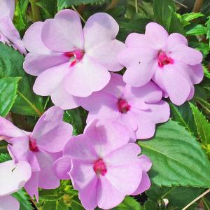 Impatiens - Ngọc thảo