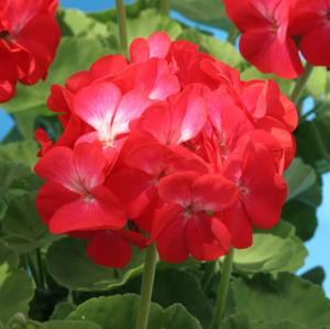 Geranium - Phong lữ