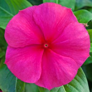 Vinca - Hoa Dừa