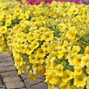 Caliburst - Dạ yên thảo lai triệu chuông rũ