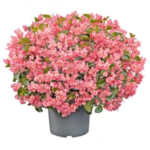 Begonia - Thu Hải Đường
