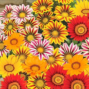 Gazania - Cúc huân chương