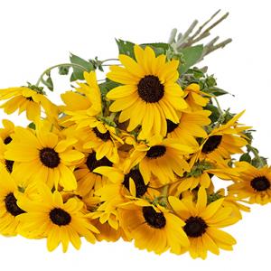 Helianthus - Hướng dương