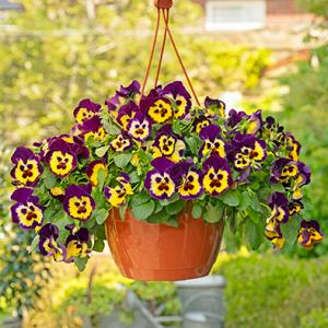 Hoa bướm Pansy