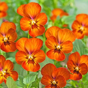Hoa bướm Viola