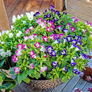 Torenia - Tô Liên