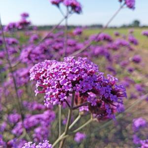 Purple Haze