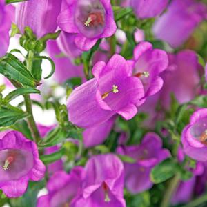 Campanula - Hoa chuông