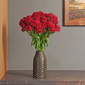 Dianthus - Cẩm chướng
