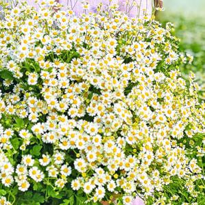 Tanacetum