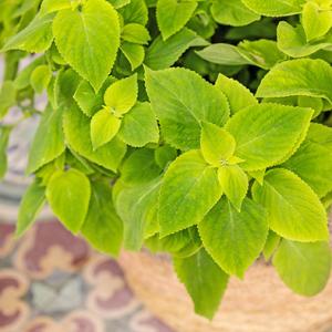 Coleus - Lá kiểng