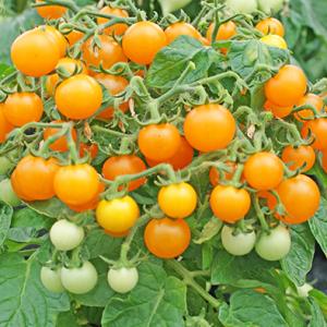 Sweet Burst Orange